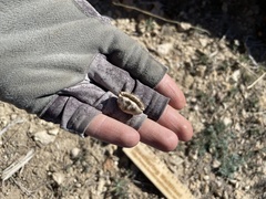 Astragalus lentiginosus