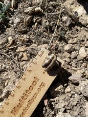 Astragalus lentiginosus