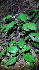 Girardinia diversifolia