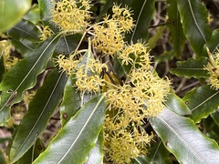 Pittosporum eugenioides