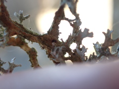 Evernia