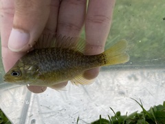 Lepomis macrochirus × cyanellus