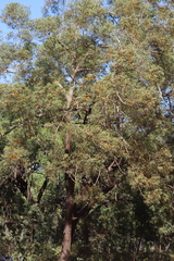 Eucalyptus phoenicea