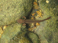 Paramesotriton hongkongensis