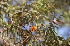 Eucalyptus phoenicea