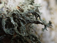 Evernia