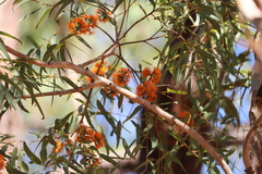 Eucalyptus phoenicea