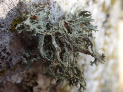 Evernia