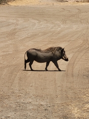 Phacochoerus africanus massaicus