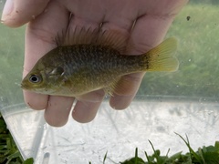 Lepomis macrochirus × cyanellus