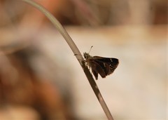 Piruna haferniki