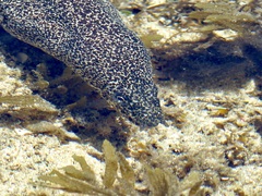 Gymnothorax pictus