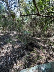 Cyperus tetragonus