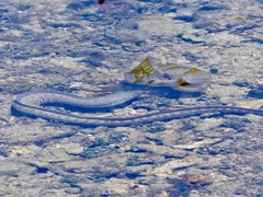 Gymnothorax pictus