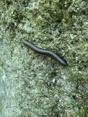 Diplopoda