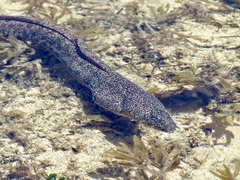 Gymnothorax pictus