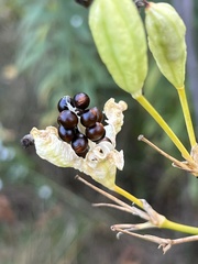 Iris domestica