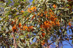 Eucalyptus phoenicea