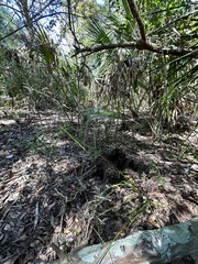 Cyperus tetragonus