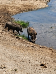 Phacochoerus africanus massaicus