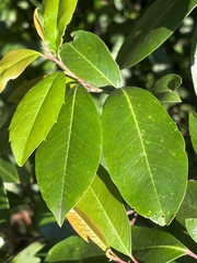 Prunus caroliniana