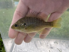 Lepomis macrochirus × cyanellus