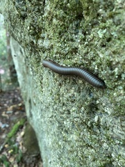Diplopoda
