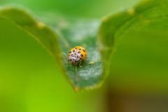 Psyllobora vigintiduopunctata