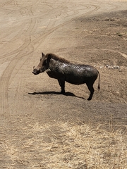 Phacochoerus africanus massaicus