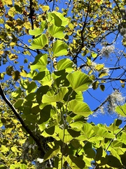 Tilia americana caroliniana
