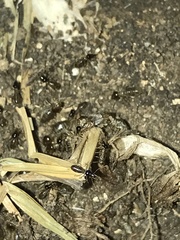 Tenuirostritermes