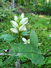 Chelone glabra