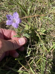 Ruellia caroliniensis