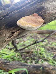 Laetiporus portentosus