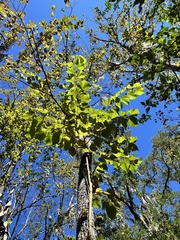 Tilia americana caroliniana