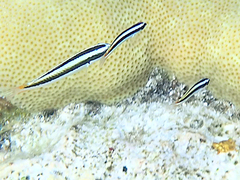 Thalassoma amblycephalus