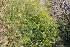 Flaveria ramosissima