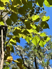 Tilia americana caroliniana