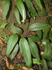 Anthurium lancifolium
