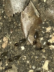 Tenuirostritermes