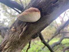 Laetiporus portentosus