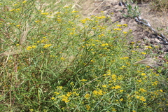 Flaveria ramosissima