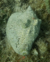 Macrostrombus costatus