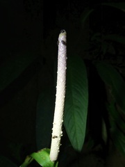 Anthurium lancifolium