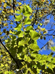 Tilia americana caroliniana