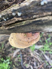 Laetiporus portentosus