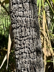 Tilia americana caroliniana