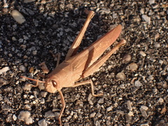 Schistocerca rubiginosa