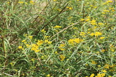 Flaveria ramosissima