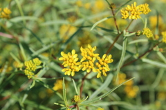 Flaveria ramosissima